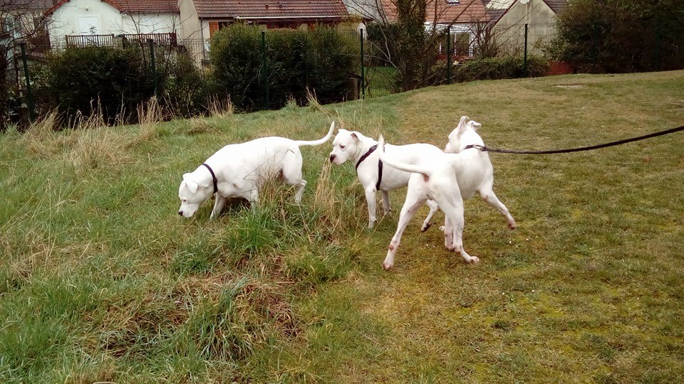 Leeroy (Tayson fourrière Chailly en Brie)