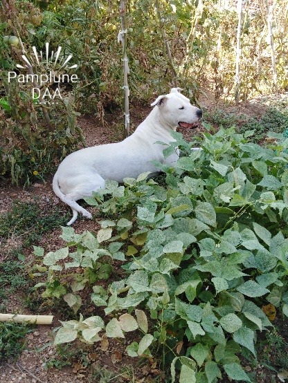 Pamplune (Pampluna Du Pays Melusin)