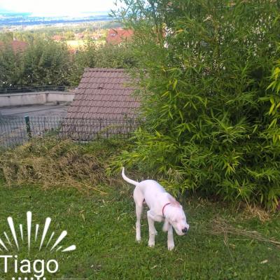 Yago (Tiago)