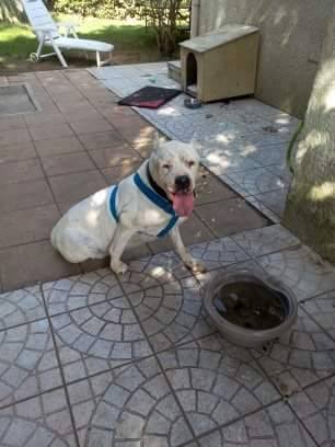 DOGOrefugeapasg