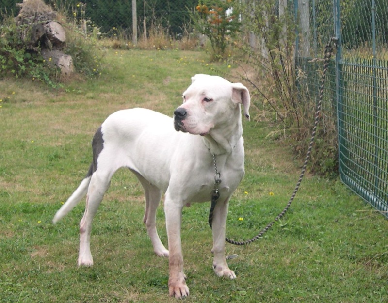 dogueargentinspaauxerre
