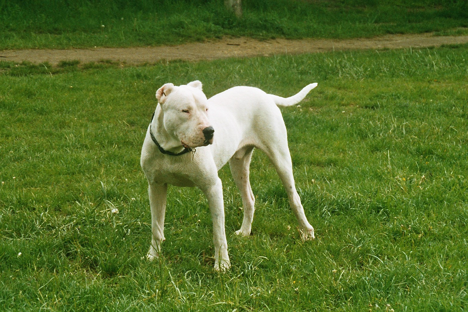 Taz (Refuge Sans Collier de Provence)