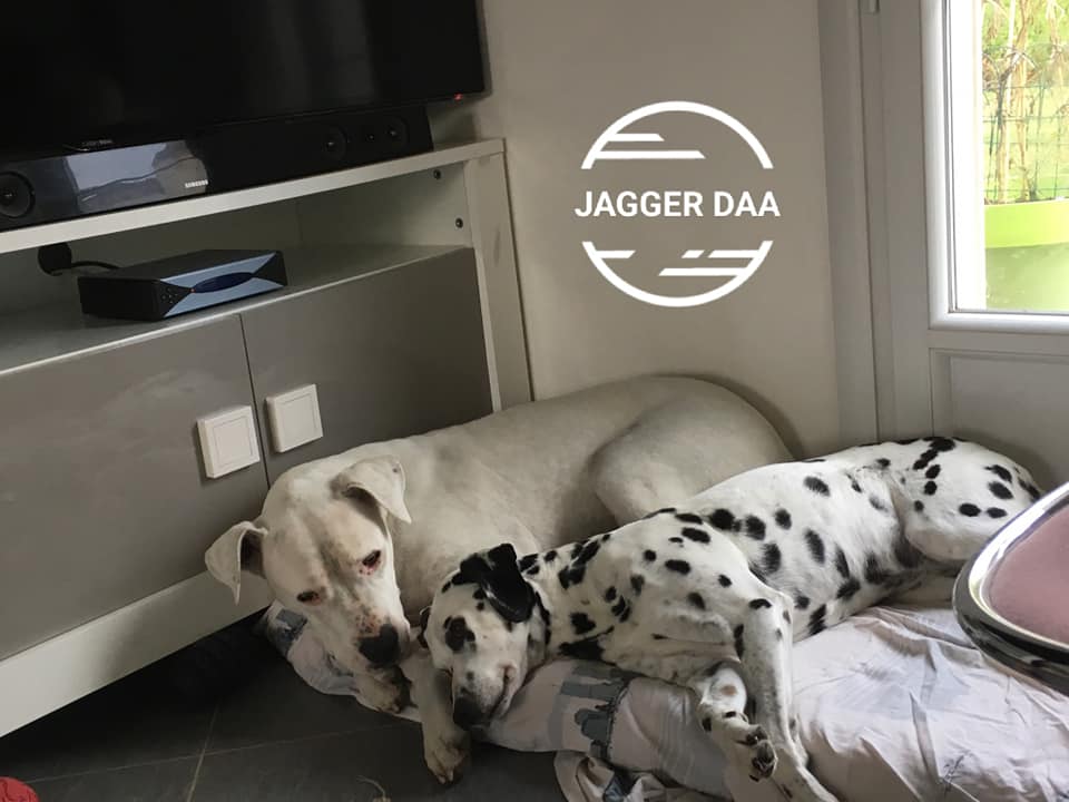 Jagger (refuge Fondation Assistance aux Animaux)