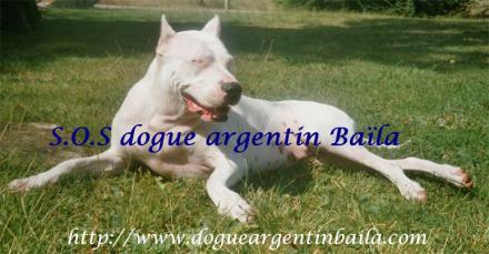 Dogueargentinbaila